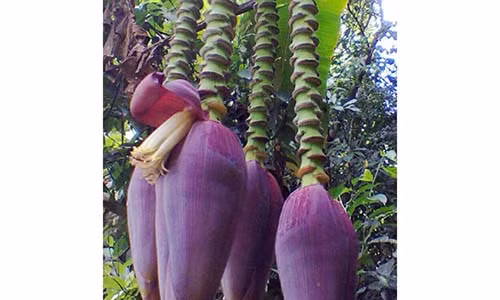 Ngạc nhiên cây chuối trổ buồng vẫn mọc thêm 4 hoa Ngac nhien cay chuoi tro buong van moc them 4 hoa