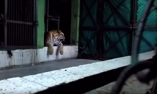 Con ho noi dien vi bi choc tuc, khach du lich hoang loan