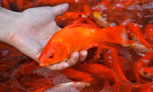 Cach chon ca chep cung ong Cong, ong Tao