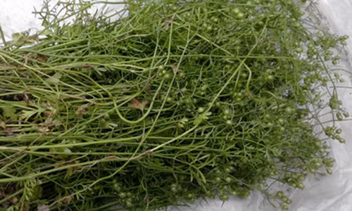 Vi sao phai tam nuoc rau mui vao ngay 30 Tet?