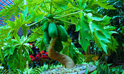 Từ lâu các chị em phụ nữ đã sử dụng đu đủ để làm đẹp cho mình. Ngoài là một trái cây có tác dụng làm đẹp, đu đủ còn là một loại quả bổ dưỡng rất tốt cho sức khỏe và có rất nhiều nhiều tác dụng có lợi khác. Chính vì vậy bài viết dưới đây sẽ giúp bạn tìm hiểu được những lợi ích từ đu đủ có thể bạn chưa biết. 