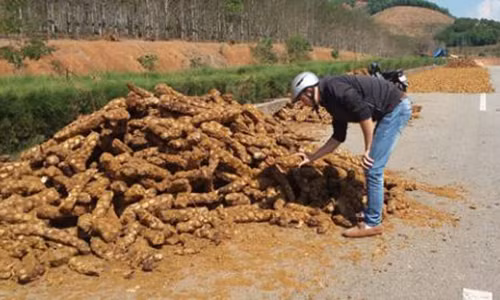 Cây lông cu ly được chất đống tại đường NT18 trước khi thái lát phơi khô. Ảnh: Báo NLĐ