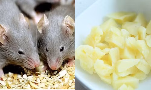 Meo thong minh duoi chuot hieu qua khong can ba