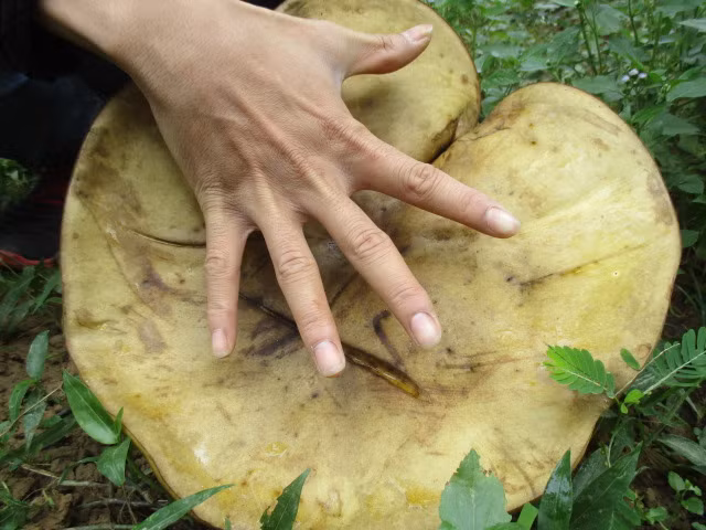 Quai la nam khong lo moc duoi goc thanh tra o Hue-Hinh-2