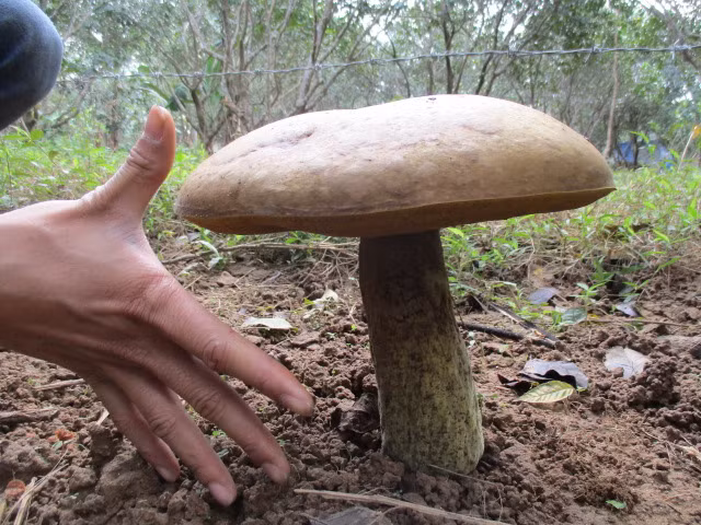 Quai la nam khong lo moc duoi goc thanh tra o Hue-Hinh-3