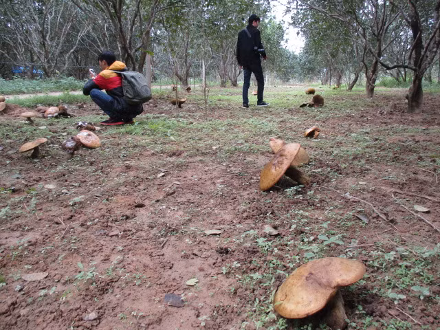 Quai la nam khong lo moc duoi goc thanh tra o Hue
