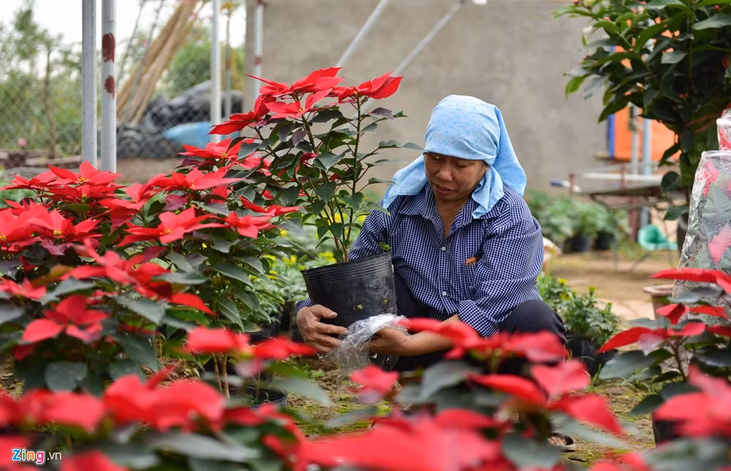 Người nông dân nơi đây nhận định với tốc độ đô thị hoá, nhu cầu hoa treo, hoa thảm sẽ tăng mạnh hơn hoa cắt cành.