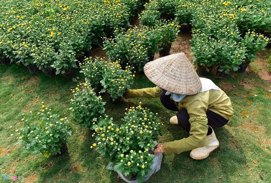 Năm nay, thời tiết tương đối thuận lợi nên việc trồng hoa không gặp nhiều khó khăn.
