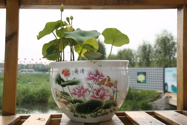 12 con giap dat vat gi trong nha de phat am am nam 2017?-Hinh-2