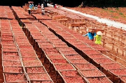 Tôm khô Cà Mau nổi tiếng là tôm khô Rạch Gốc huyện Ngọc Hiển, tỉnh Cà Mau. Hàng năm cứ vào tháng 11 âm lịch, bà con tại Rạch Gốc lại vào mùa làm tôm khô.