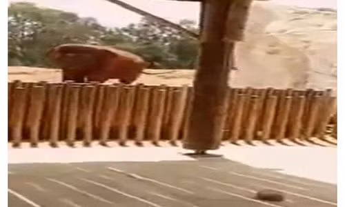 Hy huu voi...nem da giet chet be gai 7 tuoi