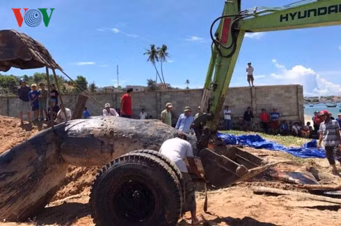 Xac ca Ong khong lo hon 10 tan troi dat bo bien-Hinh-2