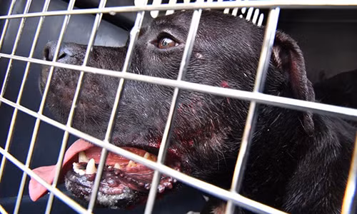 Bầy chó Pitbull hung dữ tấn công, cắn đứt tay chủ. Cảnh sát cho biết vụ chó tấn công người, cắn cánh tay gần đứt xảy ra trong ngôi nhà của chủ nhân bầy chó tại quận Brooklyn. Họ tìm thấy 7 chú chó Pitbull trong căn hộ của người đàn ông nói trên.