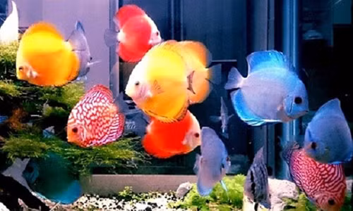 Nuoi bao nhieu ca trong be de gia dinh hung vuong, phat dat?