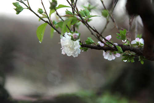 Ngày nay, nhờ khoa học tiến bộ, người trồng có thể già hóa, điều chỉnh sinh trưởng của cây theo ý muốn dễ dàng hơn.