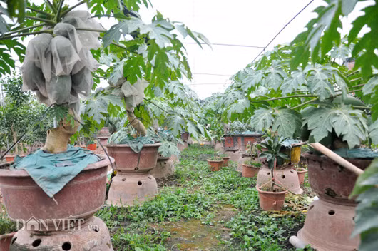 Nhà vườn của ông Thanh là một trong số ít các nhà vườn ở miền Bắc trồng, chăm sóc thành công các chậu đu đủ bonsai độc đáo.