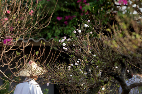 Những gốc mai trắng có tuổi thọ gần 10 năm, được anh Tiến rao bán 20-30 triệu đồng. Anh cho biết, thời gian chơi hoa mai trắng kéo dài 1-2 tháng.