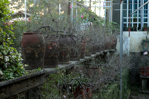 Hiện tại ở Nhật Tân có một, hai vườn mai chờ bung nở đúng dịp cận Tết Âm lịch.