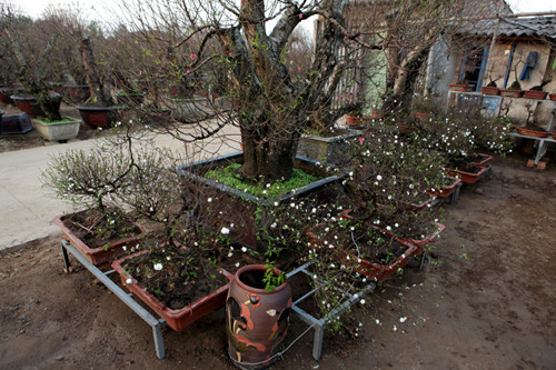 Thời điểm này, bên cạnh đào Nhật Tân, thú chơi mai trắng Nhật Tân (Tây Hồ, Hà Nội) đang tạo lên “cơn sốt”. Mai trắng còn gọi là nhất chi mai (hoa mai nở một lần). Hiện giá bán từ 1 đến 30 triệu đồng/cây, giá cho thuê khoảng 2/3 giá bán.