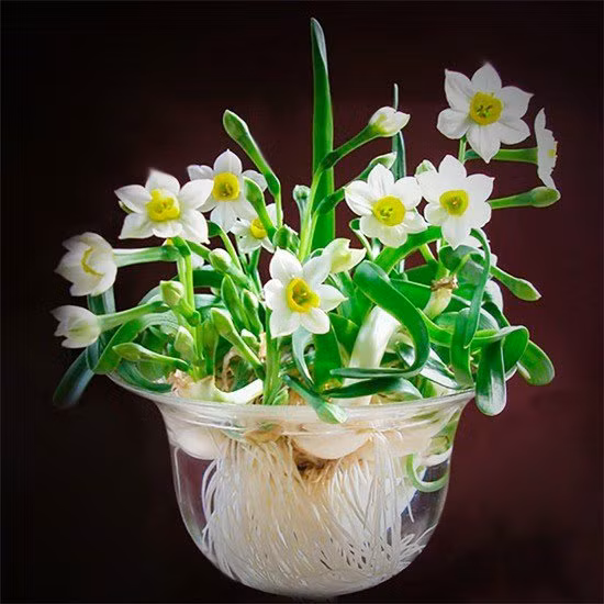 Hoa thủy tiên thường nở vào đúng những ngày đầu xuân.