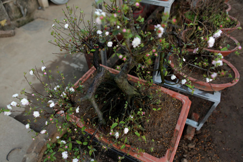 Những gốc xù xì thế đẹp sẽ được rao bán đắt hơn. Người sành chơi thường chọn cây thân đen, phía trên cành hoa nở trắng và nhiều nụ.