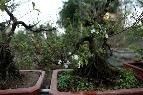 Chủ vườn mai này cho biết thêm, những cây mai trắng có thế độc đáo được nhiều người sành chơi săn tìm vào dịp Tết Nguyên đán. Những gốc mai quý đều đã có khách đặt hàng.