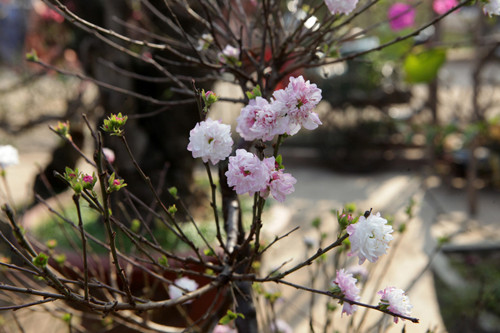 Theo những người sành hoa, hoa mai có đặc điểm nếu thời tiết nắng ấm sẽ chuyển sang màu trắng tinh, trời rét chuyển sang hồng hoặc đỏ cờ.