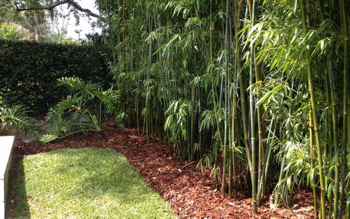 Tạo rặng tre Với khoảng sân vườn rộng thoáng, bạn có thể trồng tre dọc theo hàng rào, đây cũng là cách để tạo nên khoảng xanh tươi mát mắt cho không gian ngoại thất. Sự hiện diện của rặng tre như tăng thêm nét đẹp hồn hậu, tự nhiên cho sân vườn.