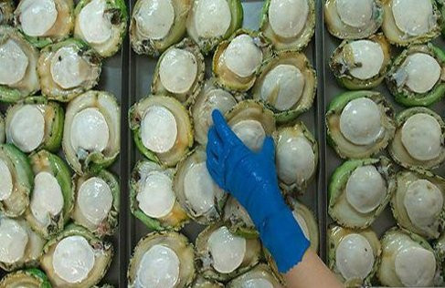 Bào ngư viên xanh Úc là thực phẩm có giá trị nhất