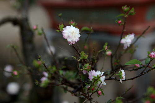 Mỗi gốc mai trắng từ khi trồng đến khi chơi được, ít nhất phải có 4 năm tuổi. Trong đó, 3 năm dưới đất, 1 năm lên chậu.