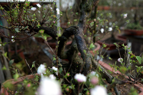 Để có được một cây đẹp là cả một quá trình chăm sóc công phu, gian nan, đòi hỏi sự tỉ mỉ, kỹ tính và kiên định của những nghệ nhân trồng mai ở Nhật Tân.