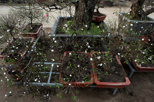 Anh Vĩnh Tiến, chủ một vường mai ở Nhật Tân cho biết, những gốc mai này có nguồn gốc từ Nam Định, Hòa Bình, để chăm sóc một gốc mai bán ra thị trường phải mất từ 2 đến 10 năm.
