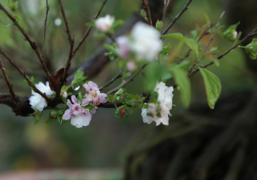 Cây mai thuộc nhóm tứ quý "Tùng, Cúc, Trúc, Mai", biểu tượng cho cốt cách người quân tử. Mỗi dịp Tết đến xuân về, loài hoa này được người chơi săn đón trước cả tháng.