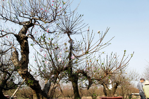 "Ở Nhật Tân hiện có không quá 10 người trồng loài hoa quý này. Khoảng 5 năm trở lại đây, thú chơi mai trắng nở rộ, chi mai đắt đỏ một phần bởi giống cây khan hiếm, kỹ thuật trồng công phu tốn kém", anh Tiến nói.