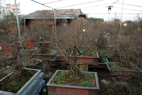 Vườn mai trắng hơn 400 cây của anh Trần Tiến Dũng, khách hàng đã đặt gần hết.