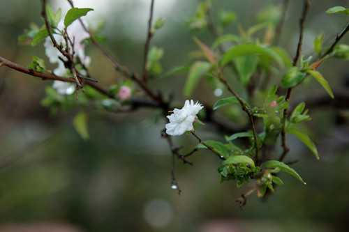 Vẻ đẹp tao nhã của nhất chi mai không chỉ cuốn hút những người sành chơi mà cả với những người chưa chơi bao giờ.