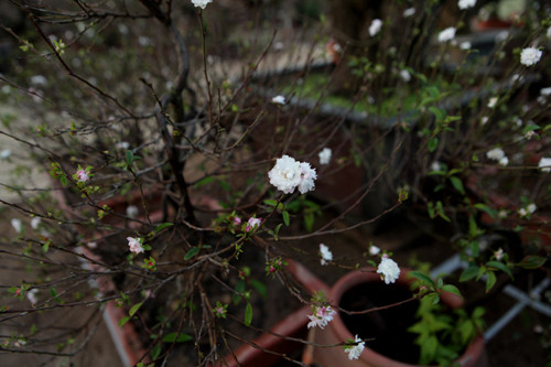 Loài hoa này có tuổi thọ kéo dài nên những chủ vườn không quá lo lắng nếu hoa nở sớm.