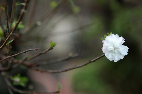 Nghệ nhân trồng mai Tuấn Việt cho biết, kỹ thuật trồng chi mai ngày xưa phụ thuộc rất nhiều vào thời tiết. Bốn năm một lần, khi có năm nhuận mới già hóa được cây mai cho hoa đúng Tết.