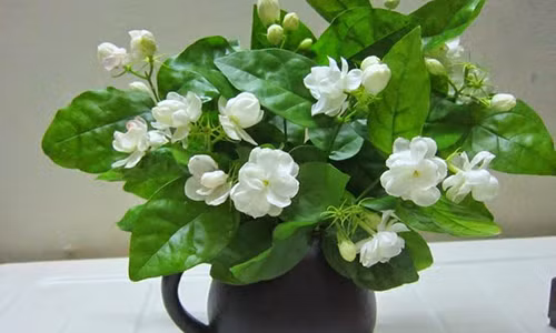 Trong cay nay trong nha, tien vao nhu nuoc, xua moi van xui