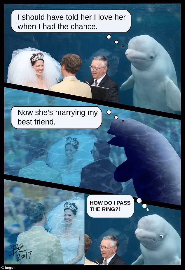 Khoảnh khắc chú cá voi nhận ra không biết làm cách nào để trao nhẫn cho cô dâu. (Nguồn: Imgur)