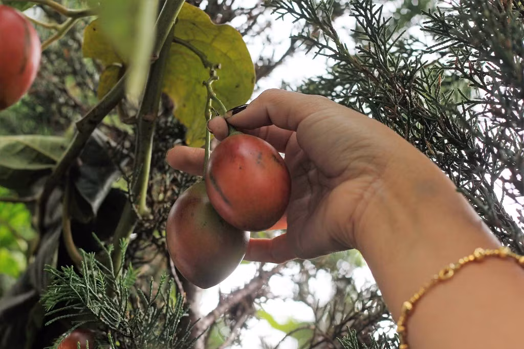 Chị Thủy cũng cho biết thêm giống Tamarillo có sức sống rất tốt. Trong điều kiện mưa kéo dài nhưng cây vẫn không bị úng nước, hoặc không tưới một tháng thì vẫn sinh trưởng tốt. Loại quả này cũng dễ bảo quản, có thể để được vài tuần trong nhiệt độ phòng.