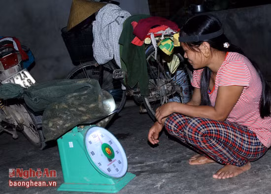 Thành quả sau 1 đêm bắt cua. Hiện tại giá mỗi kg cua gia đình anh Trần Văn Dũng nhập cho thương lái là 60 nghìn đồng/kg. Tính ra mỗi ngày gia đình anh kiếm được 300-500 nghìn đồng.