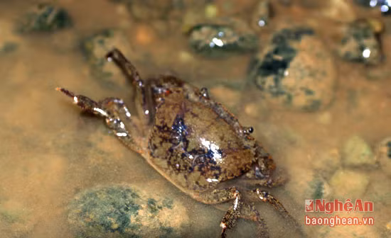 Khi nước cạn và trong, những chú cua thường bò vào bờ nằm nên việc bắt cũng dễ dàng hơn.