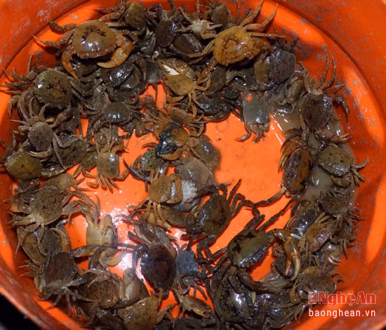 Cứ 1 khúc sông ngắn, chiếc thau tự chế của anh đã đầy ắp cua.