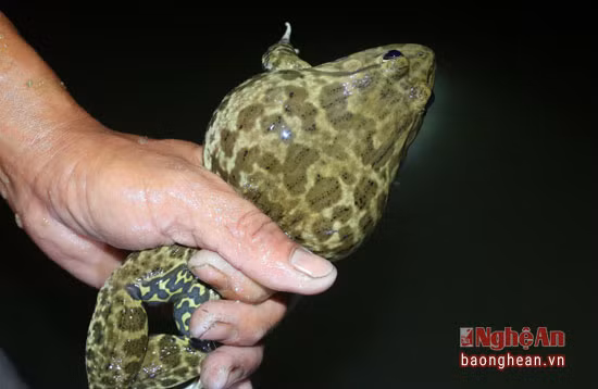 Có khi may mắn, anh Dũng tóm được 1 chú ếch to.