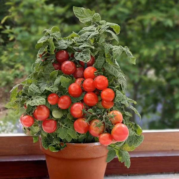 3. Cà chua Tưởng chừng những trái cà chua chỉ có thể trồng được ở những nơi rộng nhưng không phải đâu bạn nhé. Trồng cà chua trên cửa sổ là sự lựa chọn tuyệt vời. Thử tưởng tượng, bạn có thể với tay ra hái những trái cà chua chín mọng ngay trong gian bếp của mình để chế biến hoặc thưởng thức thì thật là tuyệt phải không nào.