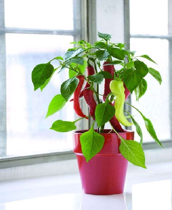 5.Ớt Để trồng ớt ở cửa sổ nhà bếp, bạn nên đảm bảo rằng chậu để trồng có ít nhất độ sâu từ 15-20cm và cửa sổ phải luôn có nắng ít nhất 3 giờ mỗi ngày. Thật thú vị bởi những màu sắc rực rỡ của những trái ớt sẽ tô điểm cho căn bếp của gia đình.