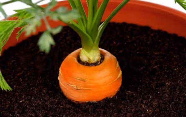 6. Cà rốt "Nổi tiếng" trong làng rau củ quả với nguồn vitamin A, B1, C và B2 dồi dào rất tốt cho sức khỏe, cà rốt cũng được xem là một trong những "ứng cử viên" cần có trong khu vườn nhà bạn. Thu hoạch những trái cà rốt cây nhà lá vườn ngay tại cửa sổ nhà bếp rồi sau đó đem đi chế biến thức ăn thì thật tuyệt. Vì diện tích nhỏ nên lời khuyên cho bạn khi trồng những củ cà rốt bên cửa sổ đó là chọn giống cà rốt càng nhỏ càng tốt.