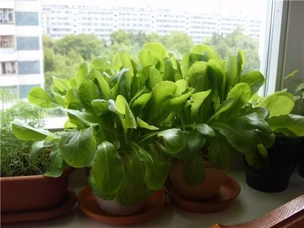 4. Cải bó xôi Bạn có thể trồng cho riêng mình những lùm cải bó xôi mà không cần nơi có diện tích lớn. Cần đảm bảo đầy đủ lượng nước và ánh sáng mỗi ngày, lưu ý với loại rau này bạn nên giữ ẩm cho đất thường xuyên để cây sinh trưởng và phát triển tốt.