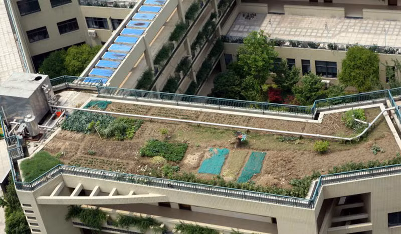 Tất cả các nông sản trên mái này đều được trồng hữu cơ mà không sử dụng thuốc trừ sâu hóa học. Những thực phẩm hữu cơ này được sử dụng trong các bữa ăn cho học sinh của ngôi trường.